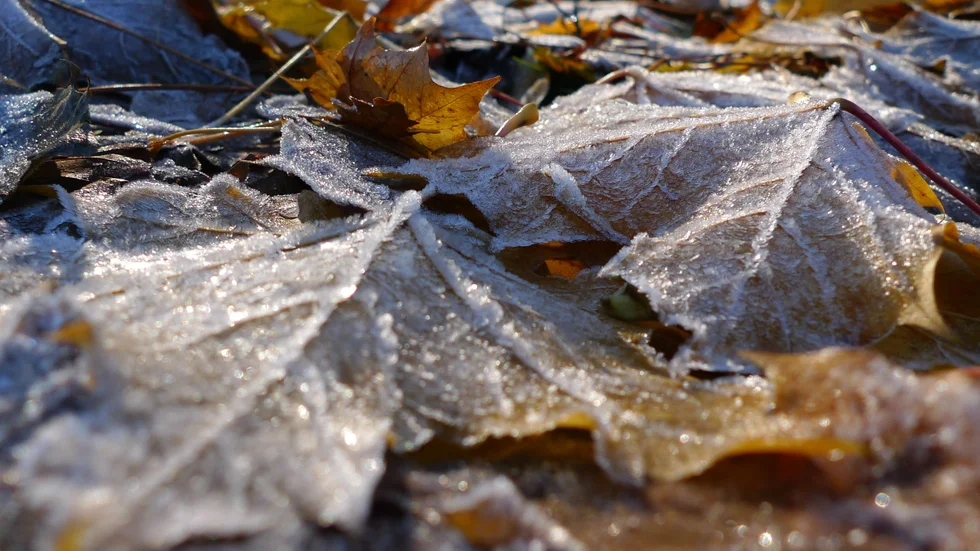 Frostnätter i stora delar av landet när hösten är i antågande. Arkivbild.