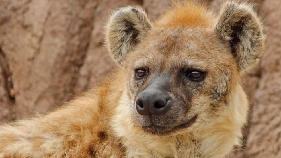 Hyenan Kibo har mild covid. Han är en av de första hyenorna i världen som bekräftats ha smittats med coronaviruset.