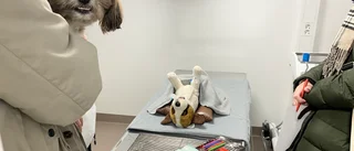 Jättelyft med ny djurmottagning – men fortsatt stor veterinärbrist: "Skulle vilja ha sex veterinärer till"