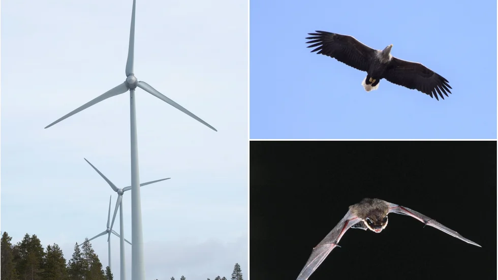 Havsörnar, fladdermöss och friluftslivet sätter stopp för planerade vindkraftverk vid Morkulleberget i Kolmården.