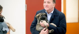 Stefan Löfven har varit en modern landsfader, som tagit S från kris till framgång