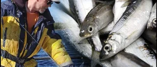Han trotsar fiskeförbudet: "Det enda förbudet åstadkommit är att braxen och id har ökat katastrofalt"