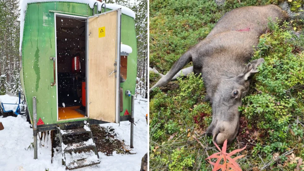I jaktkojan till vänster hittade jaktlaget det avhuggna älghuvudet. Älgen till höger hittade de tjuvskjuten på sina jaktmarker.