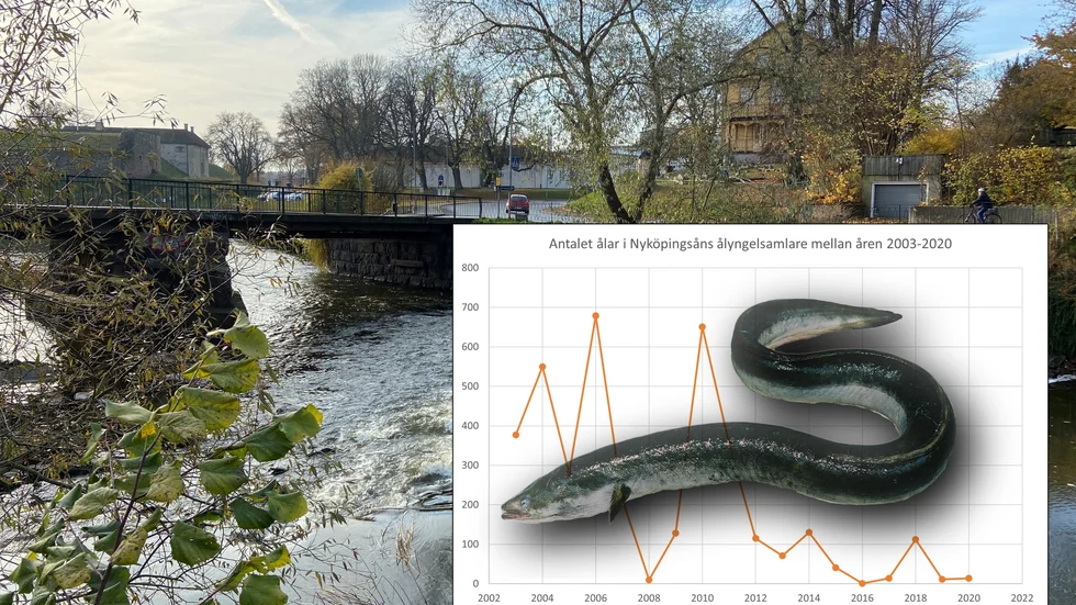 Det ser mörkt ut för ålbeståndet i Nyköpings vattendrag. Vid Slottet kan fisken ta sig upp för egen hand men fastnar vid första kraftverket vid Storhuskvarn.