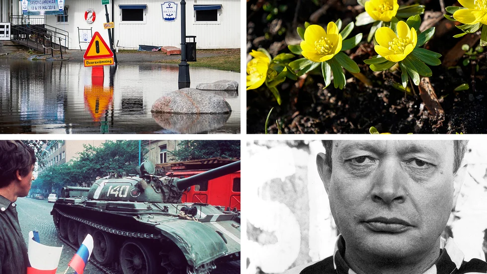En översvämning, blommor, en stridsvagn och Ernst-Hugo Järegård. Gör vår(t) quiz om vår nedan!