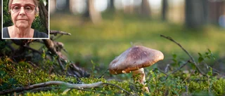Världens dyraste svamp kan du plocka i Norrbotten