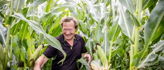 Majsen poppar på Gotland: "Den har kommit för att stanna"