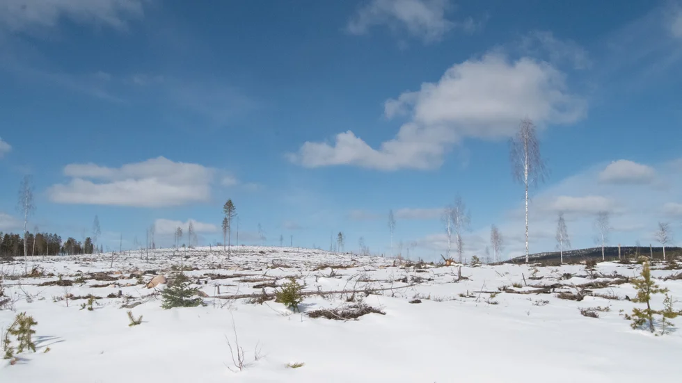 Signaturen Framtidshopp menar att kalhyggen skapar en kris för den biologiska mångfalden.
