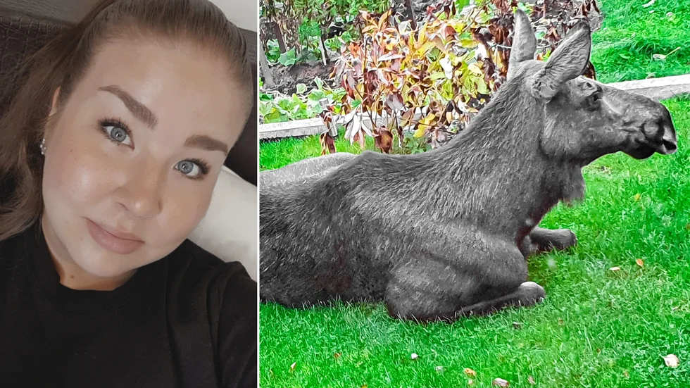 Björnlundabon Nike Rosenström fick besök av älgar i sin trädgård.