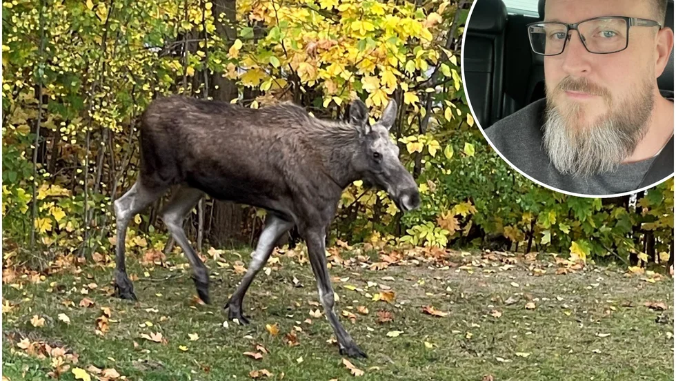Jag fick ett rejält adrenalinpåslag, det måste jag säga, säger Björn Näsman, som ändå lyckades få upp mobilen och ta en bild på älgkalven.