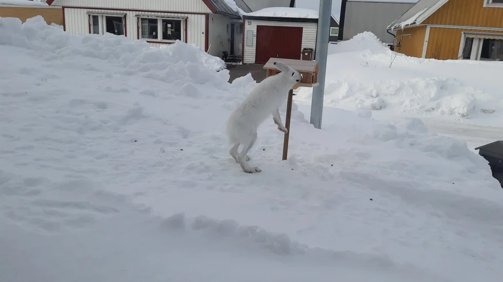 Harrejösses vilken syn med denna gäst vid fågelbordet.