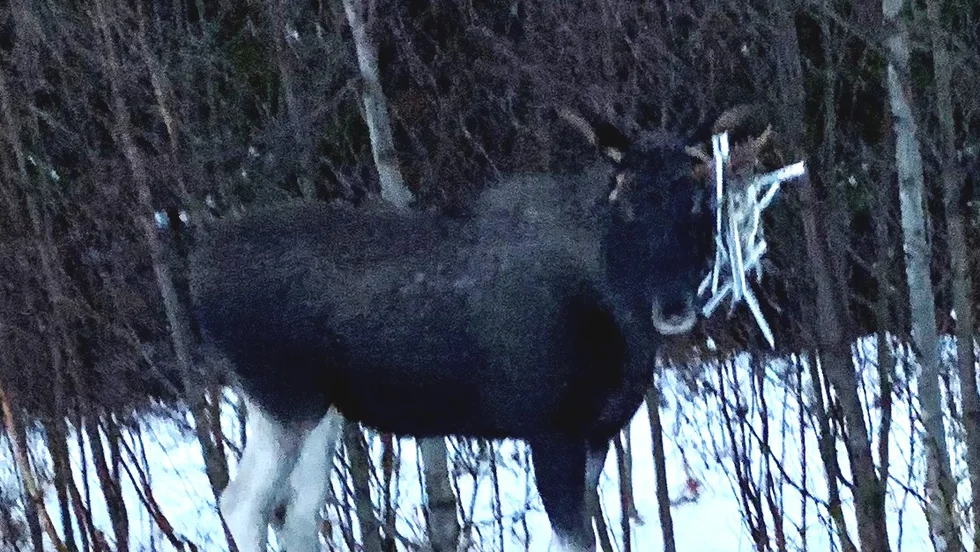 Älgen med "antennhornen" fångades på bild vid Öberget på lördagskvällen.