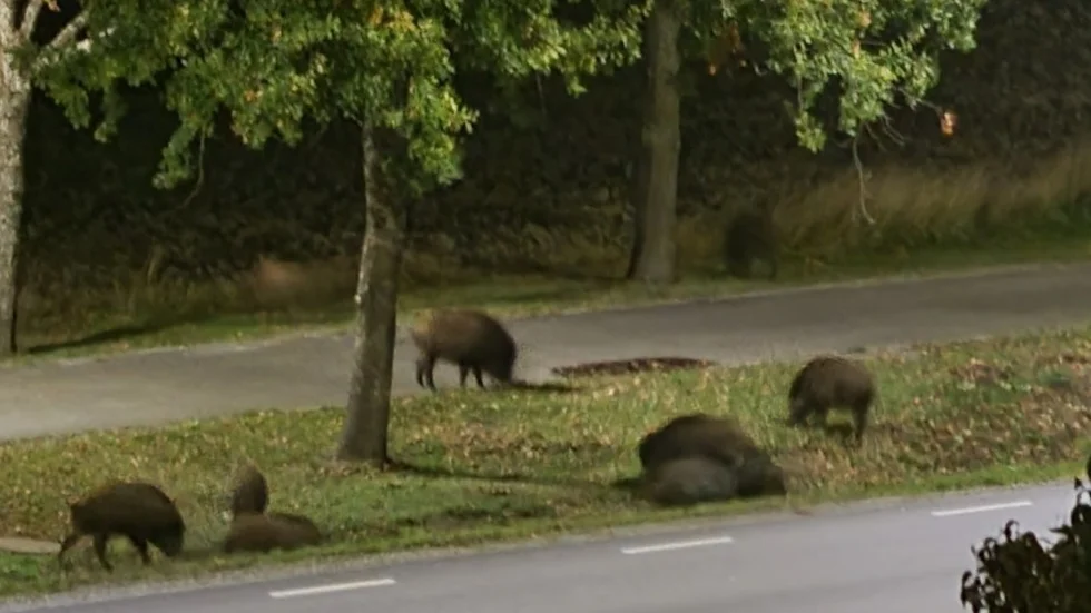 Vildsvinen fortsätter att öka i antal runtom hela länet.