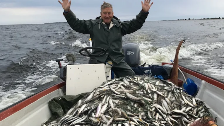 Ulf Lindgren jublar över att höstens surströmmingspremiär i Kallax är säkrad.