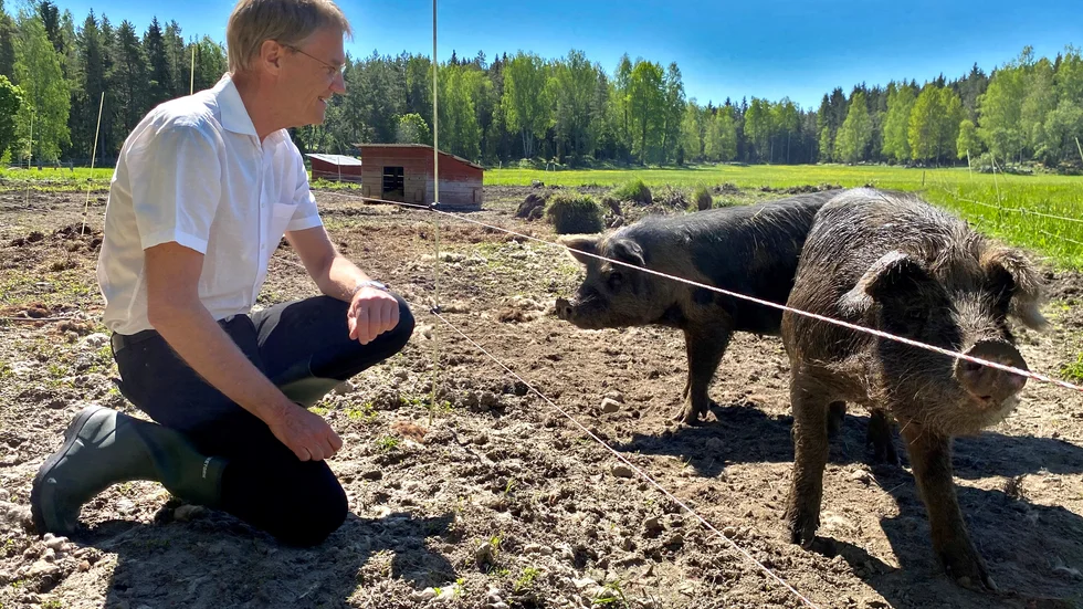 Göran Enander tillsammans med grisarna Hulda och Helga på Larsbo Lantgård.
