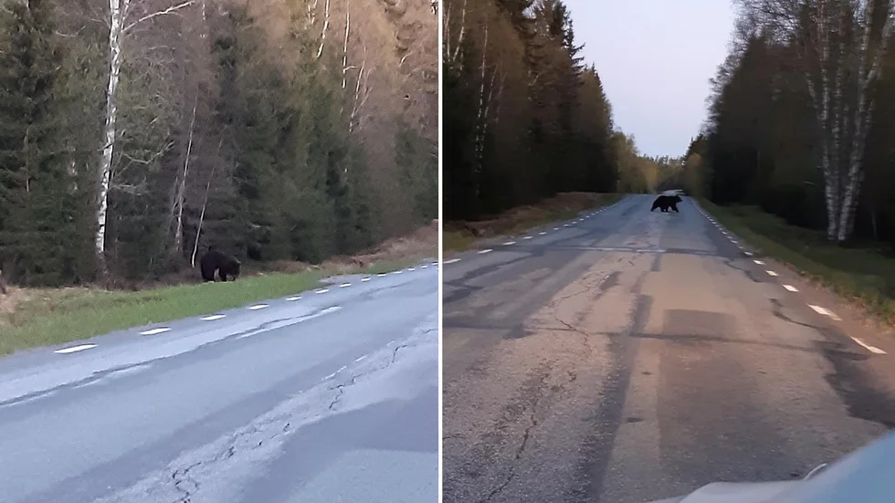 Björnen som Björn Söderholm såg mellan Bureå och Sjöbotten.