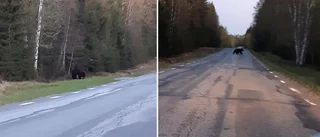 Björn fick se en björn kalasa på älg mellan Bureå och Sjöbotten: ”Fantastiskt att få se en i det fria”