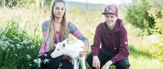 Sötchock! Föräldralösa renkalven Molly flyttade hem till Rickard och Jasmine – se henne spatsera runt på gården