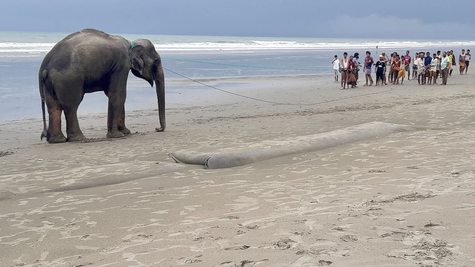 En av olycksdrabbade elefanterna i Bangladesh leds mot säkerhet efter att ha räddats från havet.