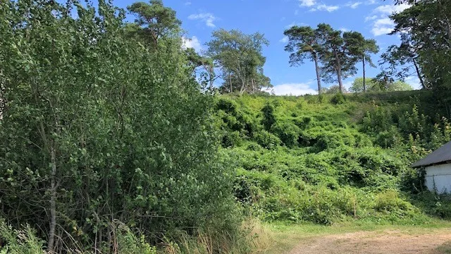 Klematis som spritt sig i närheten av Brucebo, Själsö.