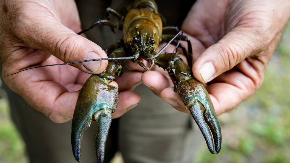 Sluta fiska kräftor, uppmanar insändarskribenten.