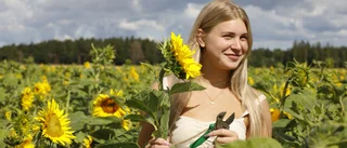 Varje solros bidrar till cancerforskningen – nu har självplocket samlat in över 15 000 kronor