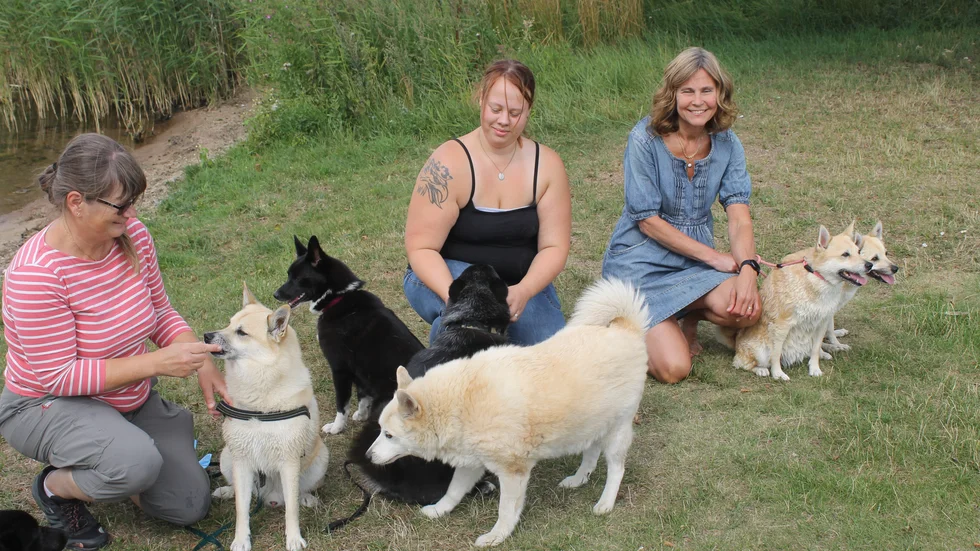 Här är sju av de totalt 55 Norska buhundar som i helgen ska ställas ut på Vadstena camping.