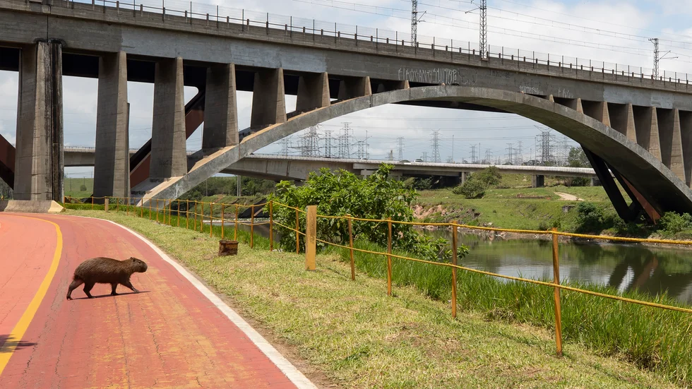 En kapybara – världens största gnagare – korsar en cykelväg vid Pinheirofloden i São Paulo. Arkivbild.