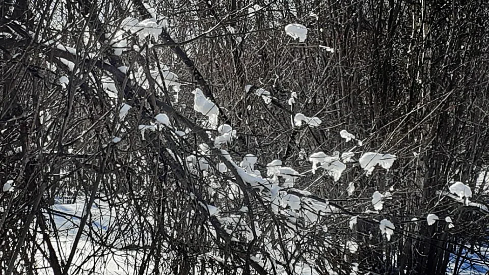 Snötussar pryder buskarna. En snöfågel syns.