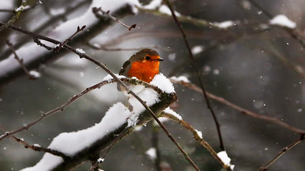 Rödhaken har anlänt i stora antal. Den har inga problem med att klara några dagars snöoväder.