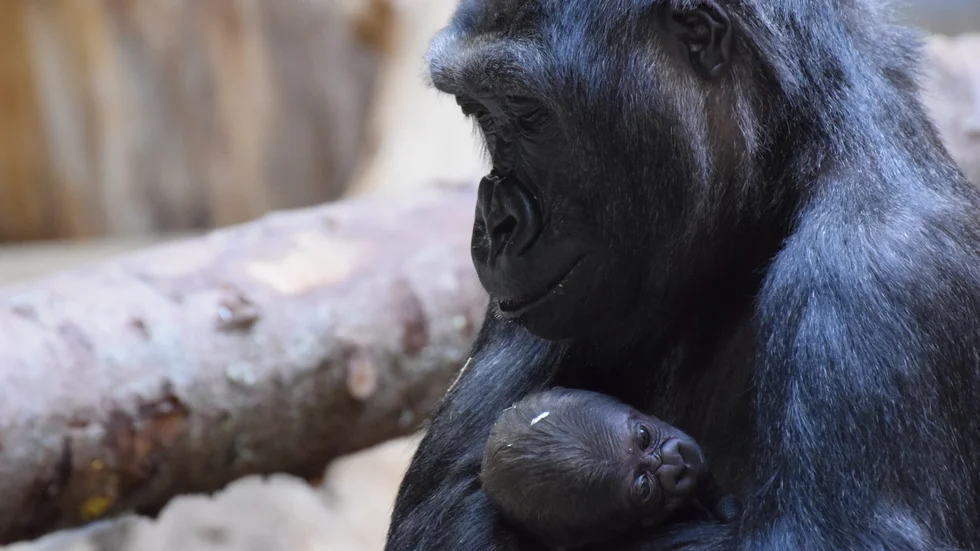 Den 5 april fick gorillaflocken på Kolmården ytterligare tillökning, då Babule och Enzo fick sin första unge tillsammans, en liten gorillahane.