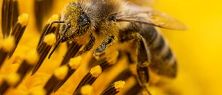 Det som gynnar klimatet gynnar biologisk mångfald