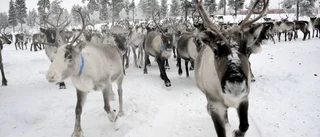 Tåg plöjde genom renhjord – 50 dog
