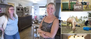 Hon lämnade vården – för gården och drömmen – ett fik • "Med stressen på sjukhuset försvann till sist också glädjen"