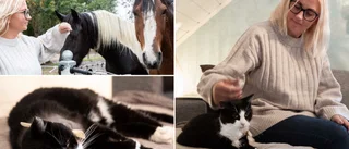  ”Vi var säkra på att hon var död” • Katten Markus kom hem efter 9,5 år på rymmen