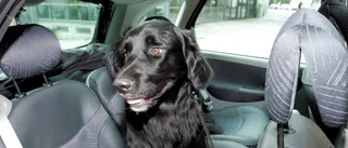 Polisen räddade inlåst hund