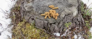 Slutstadiet av vårvinter i skogen