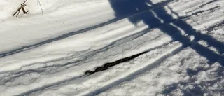Vårtecknet: Huggorm solar på snön