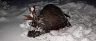 Massdöd av vilt efter snörik vinter