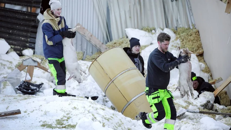 Grisbonden Björn Olofsson, Lillpite, är tacksam och rörd över all hjälp som strömmade till när taket rasade. Nu har en insamling till förmån för bonden också startats.