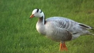 En ovanlig stripgås har fotograferats i Pitsund.