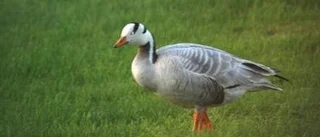 Sällsynt gäst i Pitsund