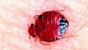 Vägglusen är ungefär 5 millimeter lång. Den är vitgul, nästan genomskinlig. När den precis sugit blod är den röd. 			           Foto: Pressens Bild