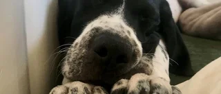 Kontorshundar minskar stress