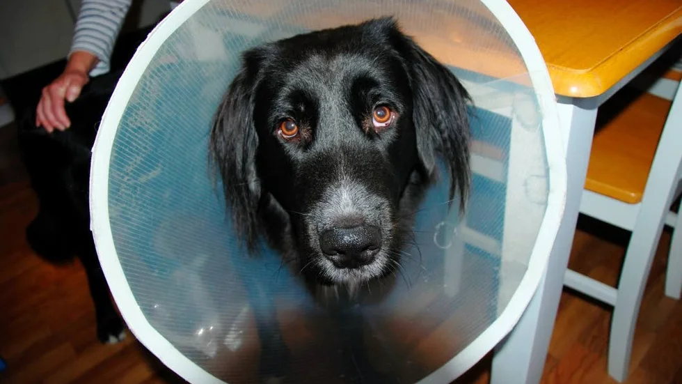 Skadad. Hunden Lukas fick benet avbitet av en annan hund i Finspångs centrum