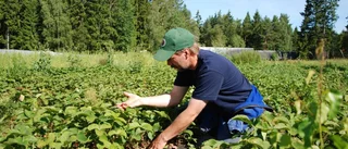 Kort säsong för årets gubbar