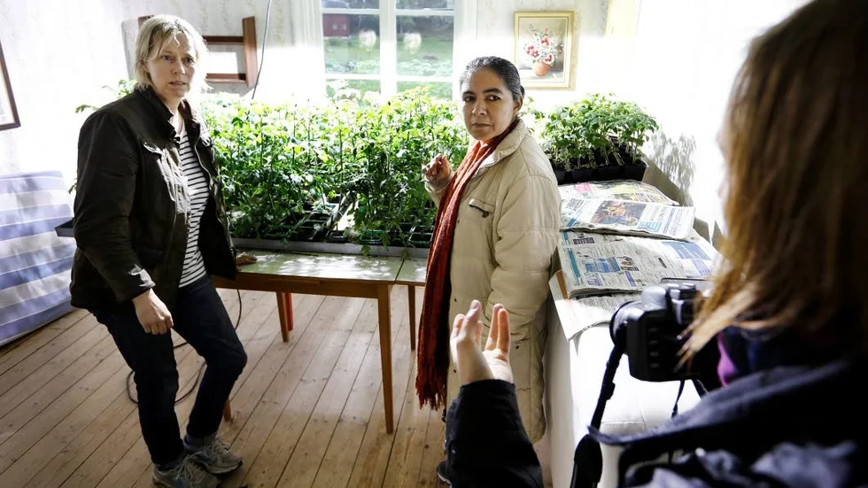 Tomatplantor. Marina Eriksson på den lilla gården Källsätter i Strömsfors, visar upp sina tomatplantorför Perla Alvarez från Paraguay.