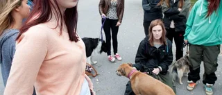 Dyrt med hund på buss