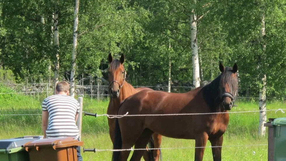 Rosvikshästarna Orkide C.D och Rally Clara vann var sitt lopp på Bodentravet. Jens Nilsson körde båda hästarna.