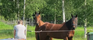 Succé för Rosvikstravare